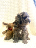 Moyen Poodle For Sale Wilmot, OH Male- Merle