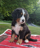 Bernese Mountain Dog For Sale Dundee, OH Female- Mia