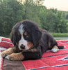 Bernese Mountain Dog For Sale Dundee, OH Female- Mia