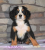 AKC Registered Bernese Mountain Dog For Sale Fredericksburg, OH Female- Mia
