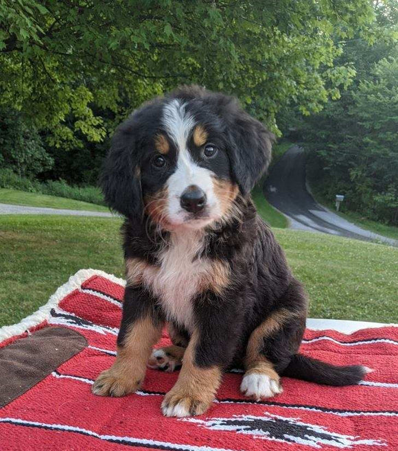 Bernese Mountain Dog For Sale Dundee, OH Female- Mia