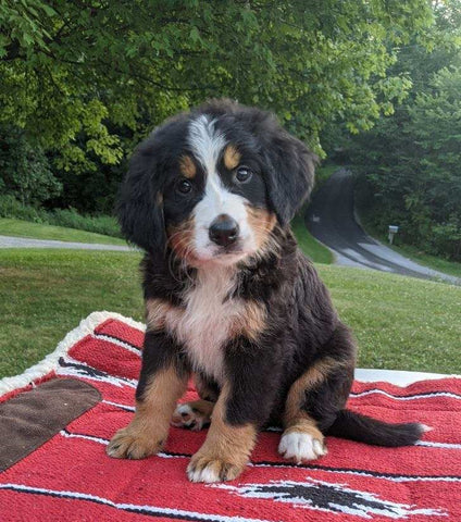 Bernese Mountain Dog For Sale Dundee, OH Female- Mia