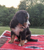 Bernese Mountain Dog For Sale Dundee, OH Female- Mia