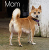 AKC Registered Shiba Inu For Sale Dundee, OH Female- Allie