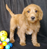 Mini F1B Labradoodle For Sale Millersburg, OH Male- Mickey