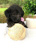 F1 Mini Labradoodle For Sale Dundee, OH Female- Mila
