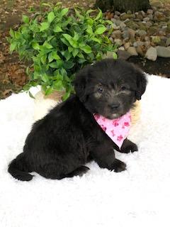 F1 Mini Labradoodle For Sale Dundee, OH Female- Mila
