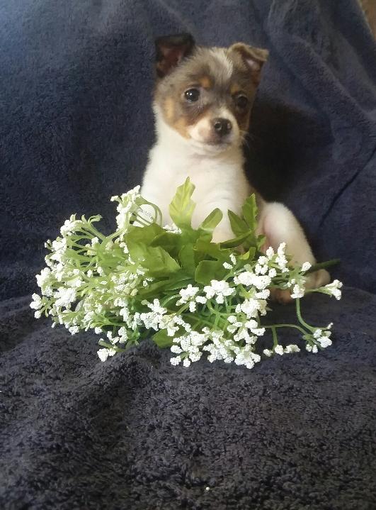 Pomeranian Mix For Sale Millersburg, OH Female- Miley