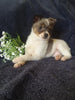 Pomeranian Mix For Sale Millersburg, OH Female- Miley