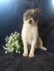 Pomeranian Mix For Sale Millersburg, OH Female- Miley