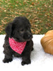 F1 Mini Labradoodle For Sale Dundee, OH Male- Milo