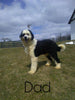 Standard Sheepadoodle For Sale Baltic, OH Male- Frankie