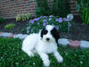 Sheepadoodle (Standard) For Sale Baltic, OH Female- Mindy