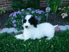 Sheepadoodle (Standard) For Sale Baltic, OH Female- Mindy