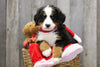AKC Registered Bernese Mountain Dog For Sale Brinkhaven, OH Female- Mindy