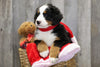 AKC Registered Bernese Mountain Dog For Sale Brinkhaven, OH Female- Mindy