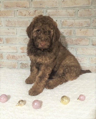 AKC Registered Poodle (Standard) For Sale Homesville, OH Female - Mitzy