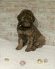AKC Registered Poodle (Standard) For Sale Homesville, OH Female - Mitzy