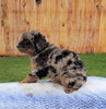 Mini Aussiedoodle For Sale Holmesville, OH Female- Mocha