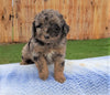 Mini Aussiedoodle For Sale Holmesville, OH Female- Mocha