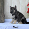 Norwegian Elkhound Hybrid For Sale Adamsville, OH Male- Moe