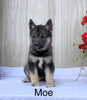 Norwegian Elkhound Hybrid For Sale Adamsville, OH Male- Moe