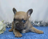 AKC Registered French Bulldog For Sale Wooster, OH Male- Moki