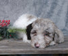 Medium F1B Labradoodle For Sale Millersburg, OH Female- Molly