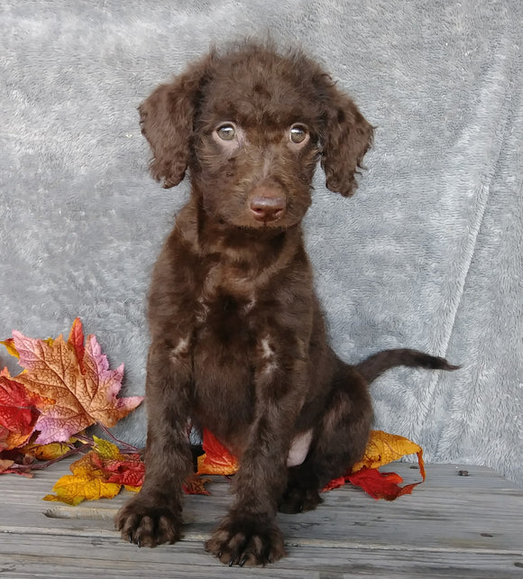 F1B Medium Labradoodle For Sale Millersburg, OH Female- Molly