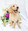 Goldendoodle For Sale Fredericksburg, OH Female- Molly