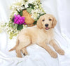 Goldendoodle For Sale Fredericksburg, OH Female- Molly