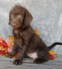 F1B Medium Labradoodle For Sale Millersburg, OH Female- Molly