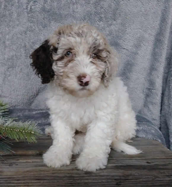 Medium F1B Labradoodle For Sale Millersburg, OH Female- Molly