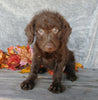 F1B Medium Labradoodle For Sale Millersburg, OH Female- Molly