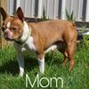 AKC Registered Boston Terrier For Sale Warsaw OH-Female Fiona