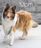 AKC Registered Collie (Lassie) For Sale Fredericksburg, OH Female- Maggie