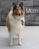 AKC Registered Collie (Lassie) For Sale Fredericksburg, OH Female- Molly