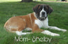 AKC Registered Saint Bernard For Sale Sugarcreek, OH Male- Ruger