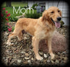 AKC Registered Golden Retriever For Sale Wooster, OH Female- Misty