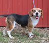 Beagle Mix Puppy For Sale Millersburg, OH Female- Abby