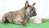 AKC Registered French Bulldog For Sale Wooster, OH Female- Gina