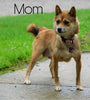 AKC Registered Shiba Inu For Sale Dundee, OH Female- Mindy