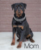 AKC Registered Rottweiler For Sale Sugarcreek, OH Male- Moose