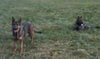 AKC Registered German Shepherd For Sale Millersburg, OH Male- Shooter