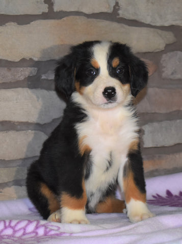 AKC Registered Bernese Mountain Dog For Sale Fredericksburg, OH Female- Moxie