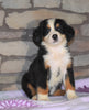 AKC Registered Bernese Mountain Dog For Sale Fredericksburg, OH Female- Moxie