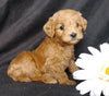 Mini F1B Labradoodle For Sale Millersburg, OH Female- Muffin