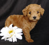 Mini F1B Labradoodle For Sale Millersburg, OH Female- Muffin
