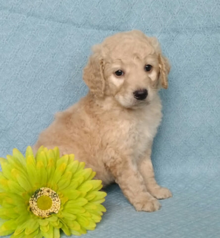 F1B Mini Labradoodle For Sale Millersburg, OH Male- Muffin