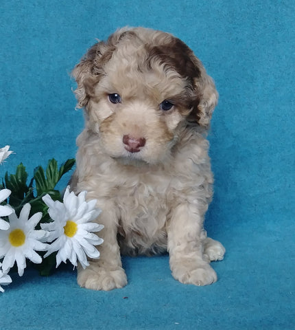 Cockapoo Puppy For Sale Millersburg, OH Male- Muffin
